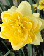 Нарцис (Narcissus) Sweet Pomponette